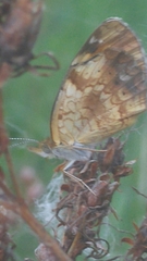 Phyciodes tharos image