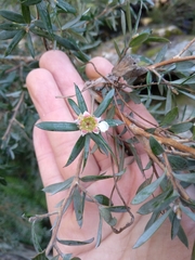 Leptospermum grandifolium