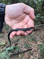 Plethodon grobmani