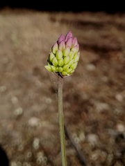Allium pruinatum