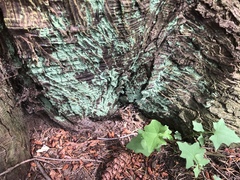 Lepraria pacifica