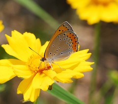 Lycaena dispar
