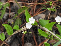 Stylisma humistrata