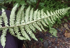 Polystichum setigerum