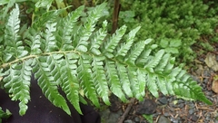 Polystichum setigerum