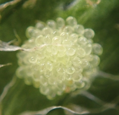 Polystichum setigerum