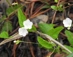 Stylisma humistrata