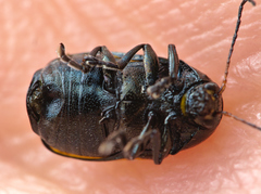 Cryptocephalus marginatus