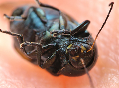 Cryptocephalus marginatus