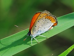Lycaena dispar