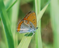 Lycaena dispar