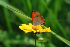 Lycaena dispar