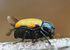 Cryptocephalus marginatus