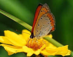 Lycaena dispar