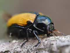 Cryptocephalus marginatus