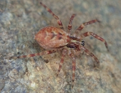 Dirksia cinctipes