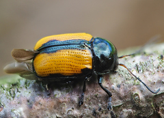 Cryptocephalus marginatus