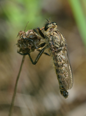 Machimus setibarbus