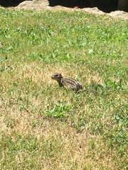 Ictidomys tridecemlineatus