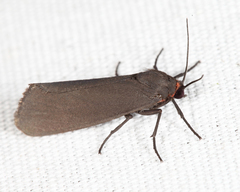 Virbia laeta