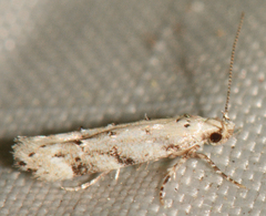 Coleotechnites coniferella