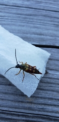 Typocerus velutinus