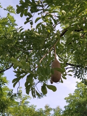 Kigelia africana africana