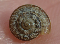 Xeroplexa intersecta