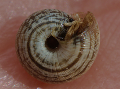 Xeroplexa intersecta