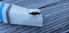 Typocerus velutinus