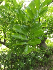 Kigelia africana africana