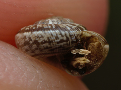 Xeroplexa intersecta