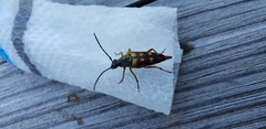 Typocerus velutinus