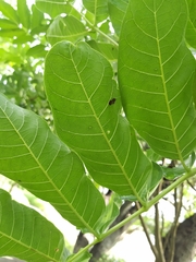 Kigelia africana africana