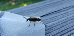 Typocerus velutinus