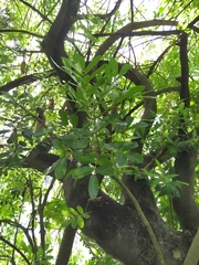 Kigelia africana africana