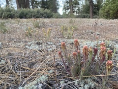 Castilleja cinerea