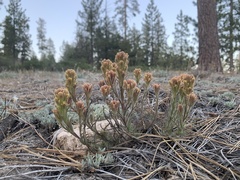 Castilleja cinerea