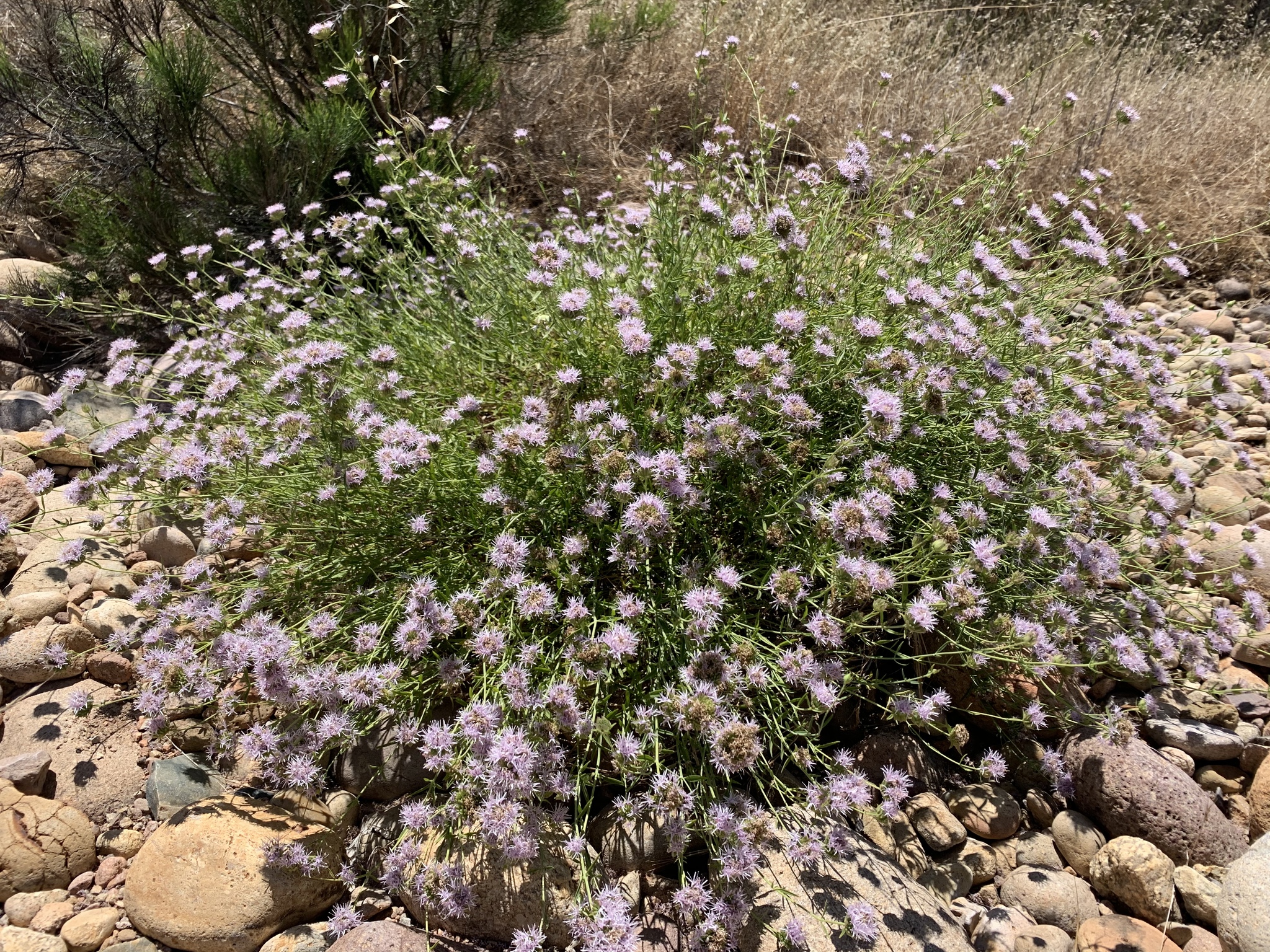 Monardella viminea