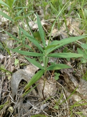 Lilium philadelphicum