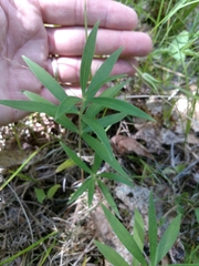 Lilium philadelphicum