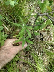 Lilium philadelphicum