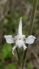 Delphinium carolinianum