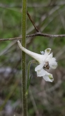 Delphinium carolinianum