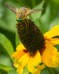 Esenbeckia incisuralis
