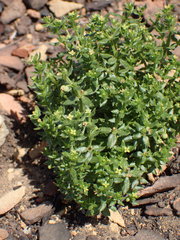 Galium californicum