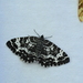 Rheumaptera - Photo 由 Jonathan Gagnon 所上傳的 (c) Jonathan Gagnon，保留部份權利CC BY-NC