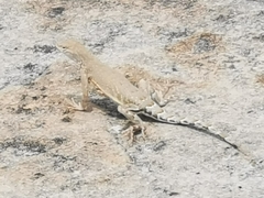 Cophosaurus texanus scitulus