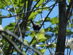 Thryomanes bewickii calophonus