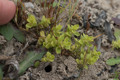 Lysimachia minima